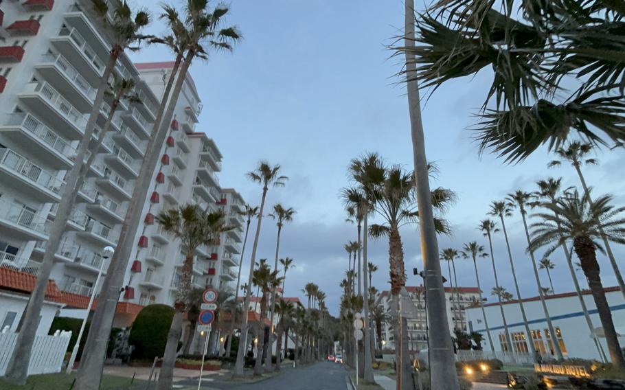 palm trees at Zushi Marina